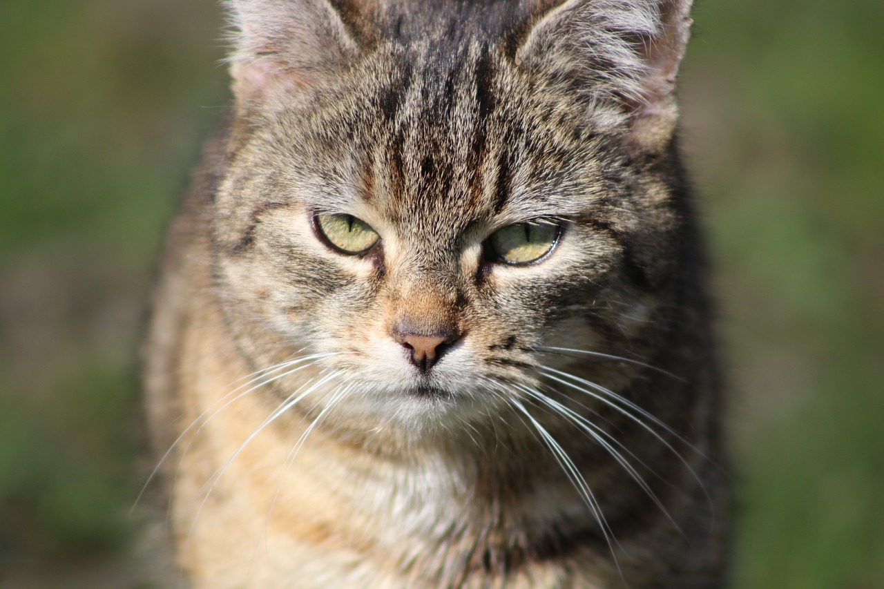 Is There Such a Thing as Pure Evil? A Philosophical Examination